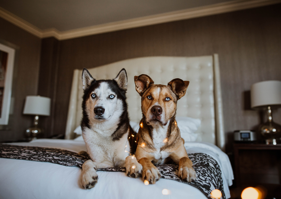 Pet Friendly Pfister