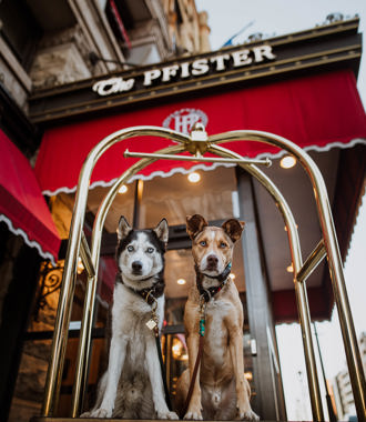 Two dogs on a luggage cart in front of the Pfister 