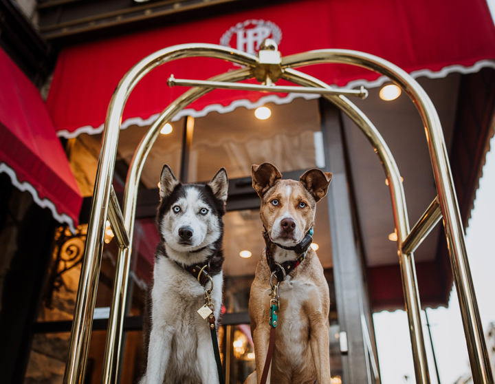 Dog under the Pfister signage to hotel exterior