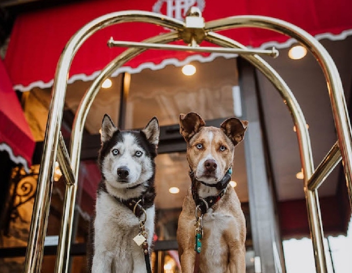 two dogs on luggage carrier in hotel lobby