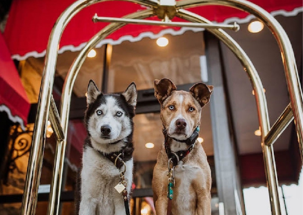 two dogs on luggage carrier in hotel lobby